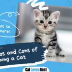 Pros and Cons of Owning a Cat