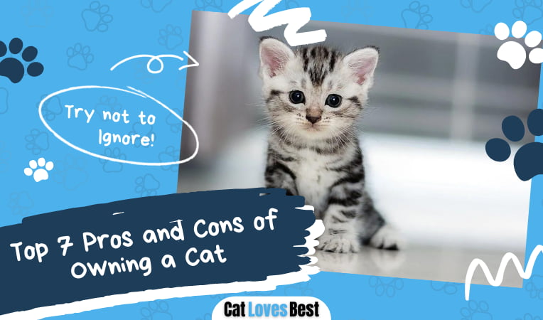 Pros and Cons of Owning a Cat