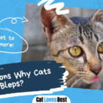 Reasons Why Cats Bleps