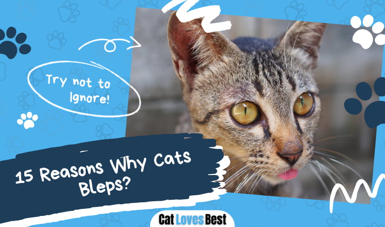 Reasons Why Cats Bleps