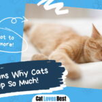 Reasons Why Cats Sleep So Much