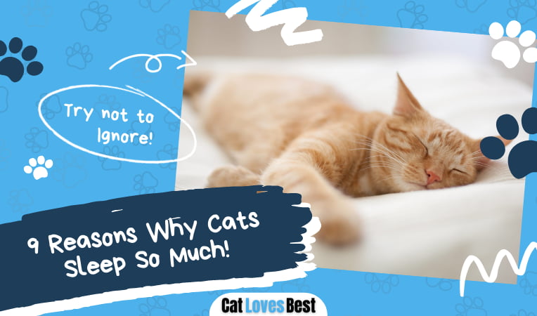 Reasons Why Cats Sleep So Much