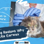 Reasons Why Cats like Earwax