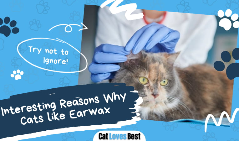 Reasons Why Cats like Earwax