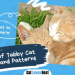 Tabby Cat Colors and Patterns
