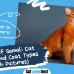 Types of Somali Cat