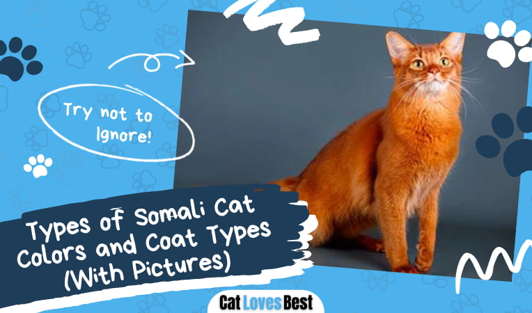 Types of Somali Cat