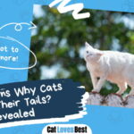 Why Cats Wag Their Tails