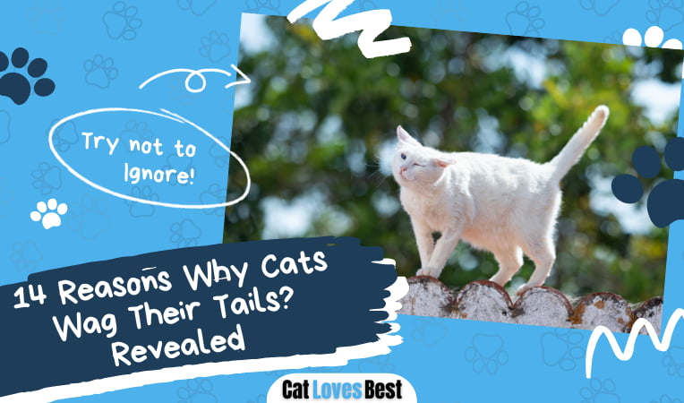 Why Cats Wag Their Tails