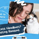 Why Do Cats Headbutt