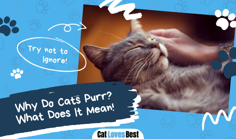 Why Do Cats Purr