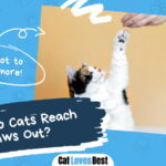 Cats Reach Paws Out