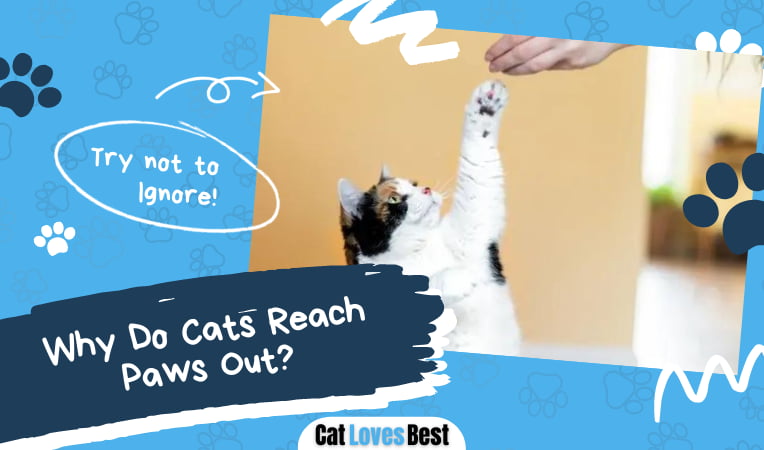 Cats Reach Paws Out