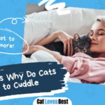 Why Do Cats like to Cuddle