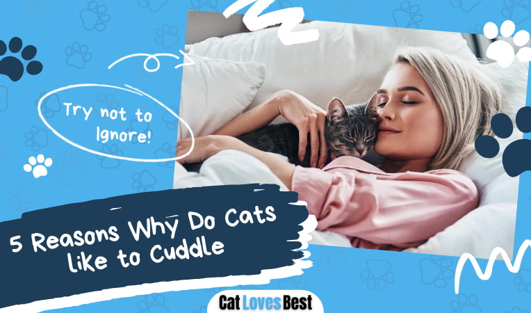 Why Do Cats like to Cuddle