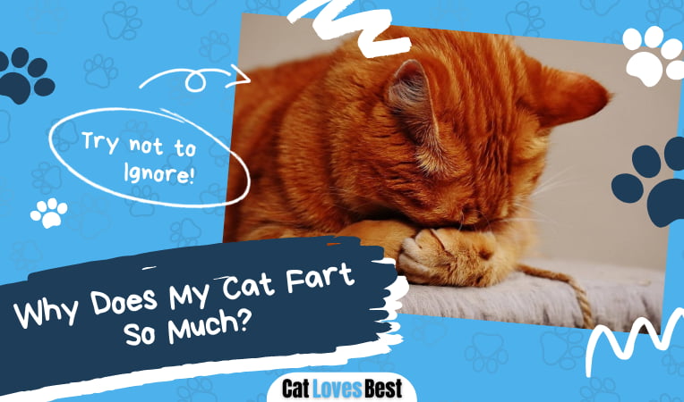 Why Does My Cat Fart So Much