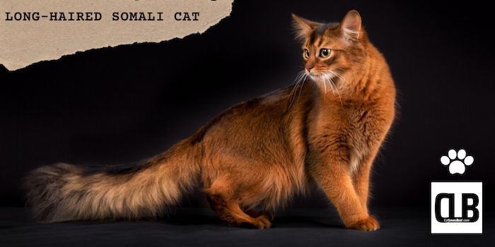 long haired somali cats