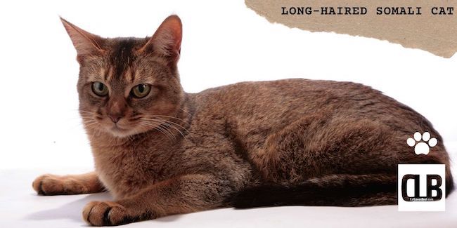 Short haired somali cats