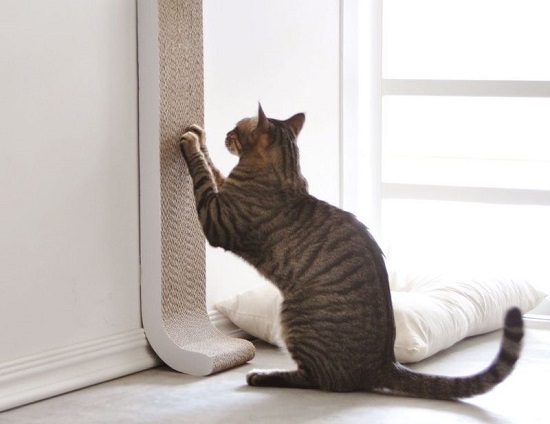 activities for indoor cats