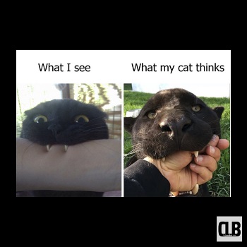 adorable black cat memes