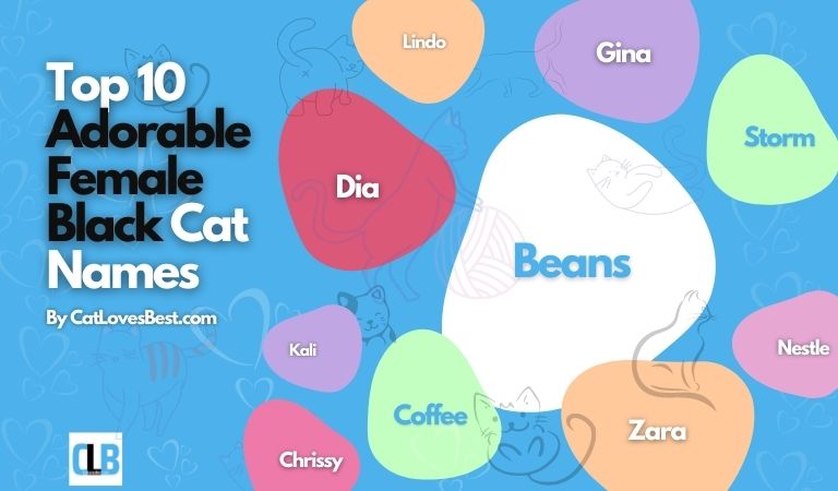 adorable female black cat names