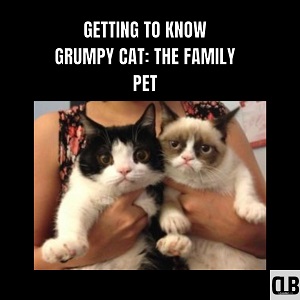 amazing grumpy cat meme