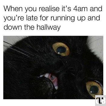 amusing black cat meme