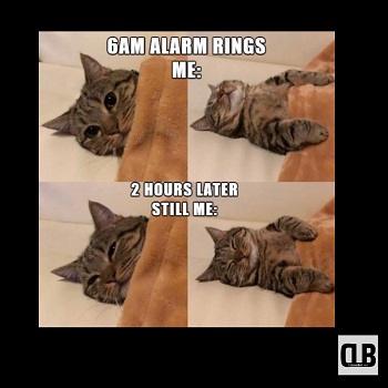 amusing cute cat meme