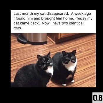 angry black cat memes