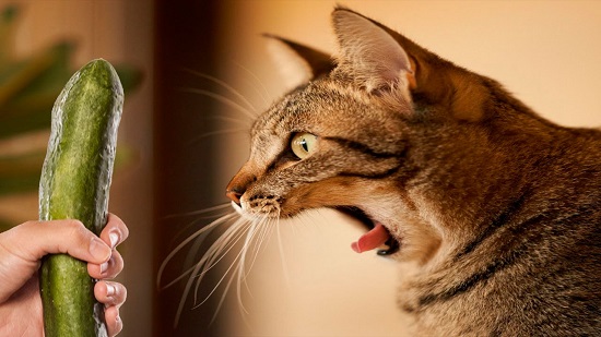 are pickles bad for cats