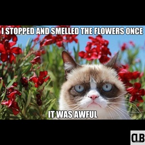 awful grumpy cat meme