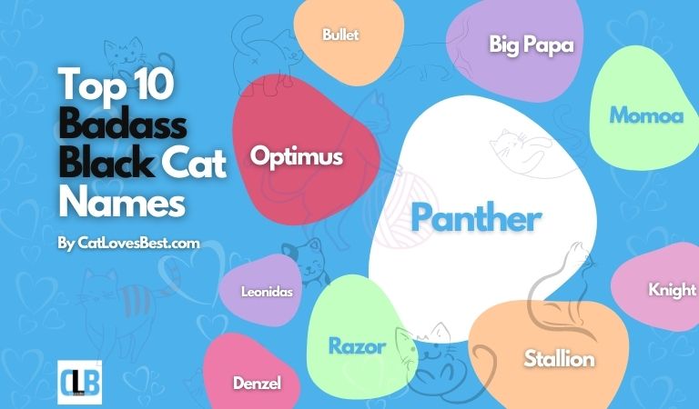 badass black cat names