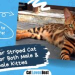 best 600 names for tiger striped cats