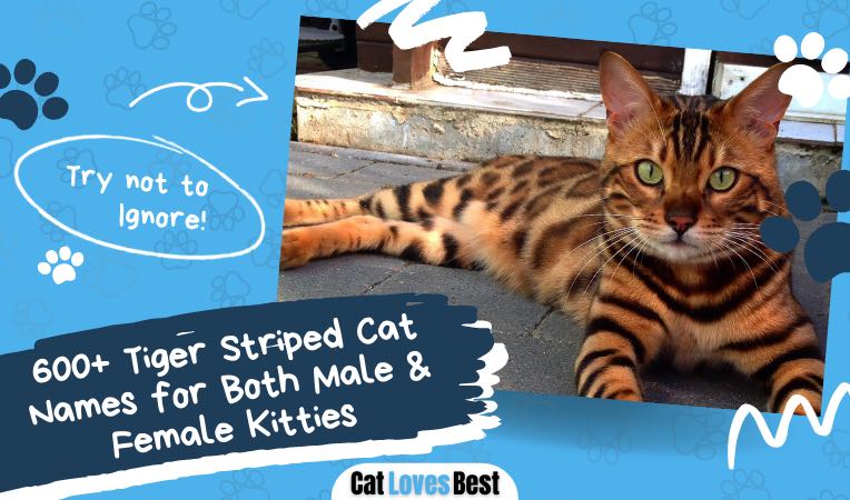 best 600 names for tiger striped cats