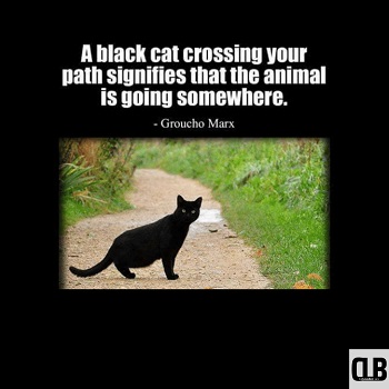 best black cat memes