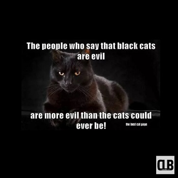 black cat halloween meme