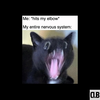 black cat meme origin