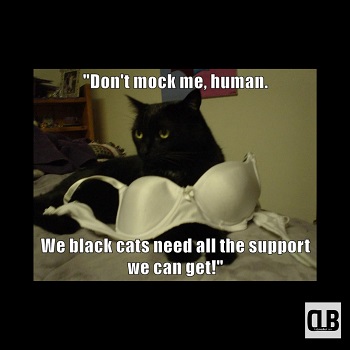 black cat memes