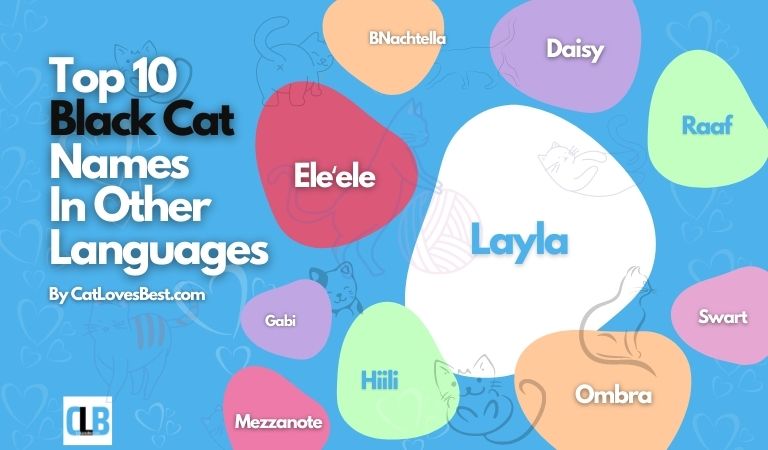 black cat names in other languages
