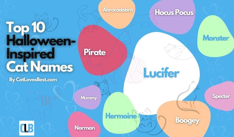 black cat names inspired from halloween