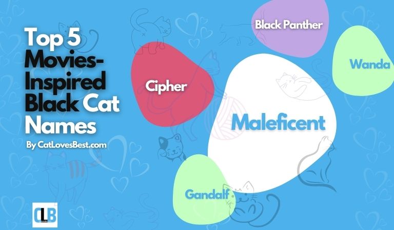 black cat names inspired from movies and tv shows