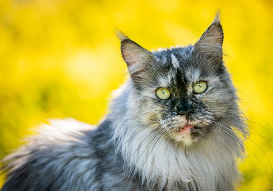 blue tortie cats