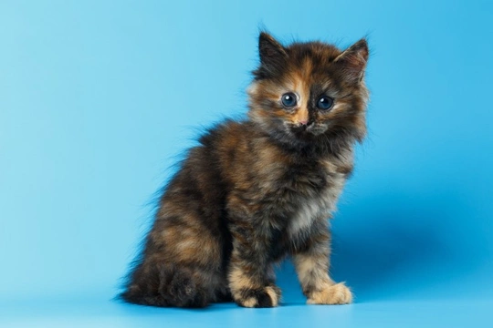 blue tortoiseshell kitten