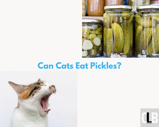 can cats eat pickles