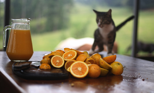 can cats drink orange juice