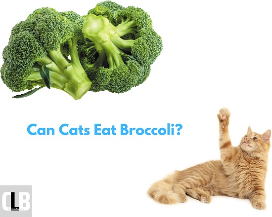 can cats eat broccoli