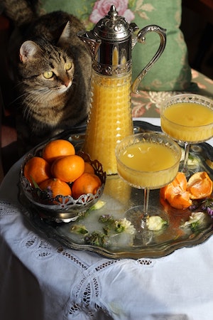 can cats have orange juice