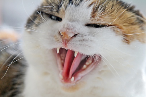 cat confusing sneeze for a hiss