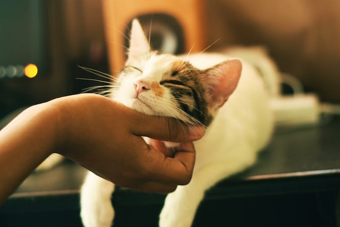 cat is grooming herself when petted