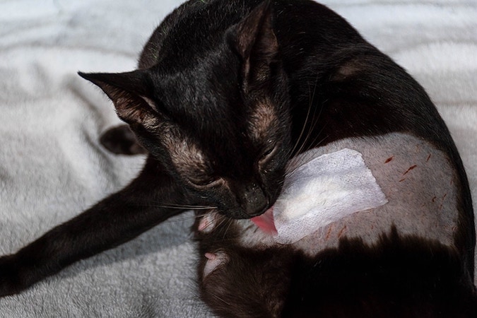 cat licking her injury